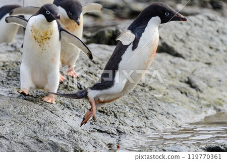 Group of adelie penguins on beach in Antarctica 119770361