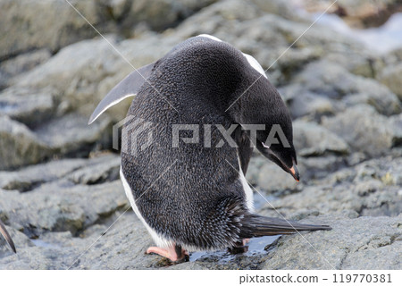 Adelie penguin standing on beach in Antarctica 119770381