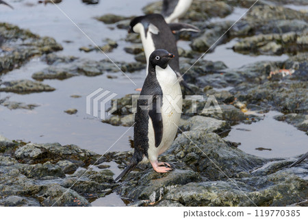 Adelie penguin standing on beach in Antarctica Adelie penguin standing on beach in Antarctica 119770385