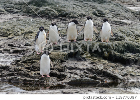 Group of adelie penguins on beach in Antarctica Group of adelie penguins on beach in Antarctica 119770387