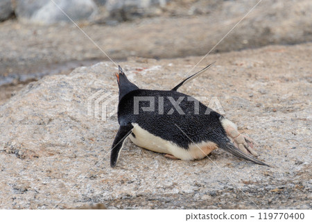 Adelie penguin laying on beach in Antarctica 119770400