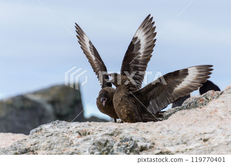 Scua on beach in Antarctica 119770401