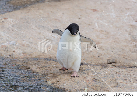 Adelie penguin going on beach in Antarctica 119770402