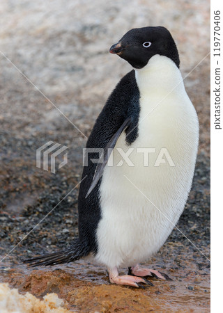Adelie penguin going on beach in Antarctica 119770406