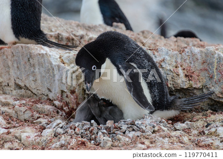 Adelie penguin with chicks in nest in Antarctica 119770411