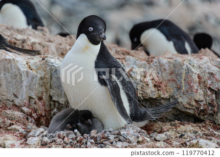 Adelie penguin with chicks in nest in Antarctica 119770412