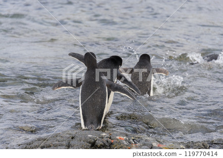 Adelie penguins going to water in Antarctica 119770414