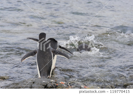 Adelie penguins going to water in Antarctica 119770415