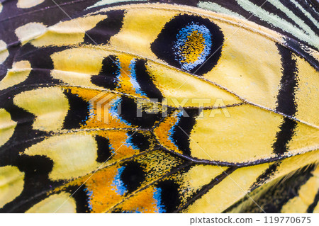 Close up colorful texture of butterfly wing surface pattern background 119770675