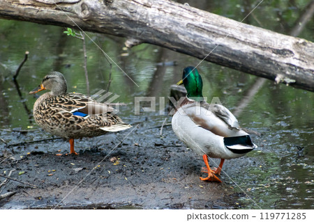 Two mallard ducks walking away from the camera into pond water in Minnesota. 119771285