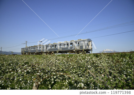 Konan Railway passing through a landscape of blooming apple trees 119771398