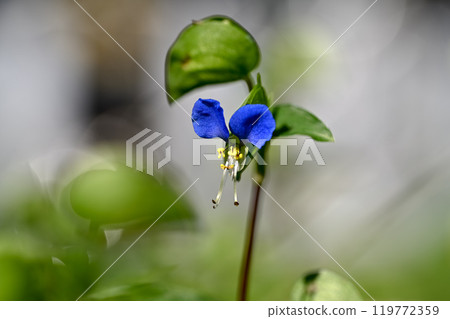 Axilla Axilla 119772359