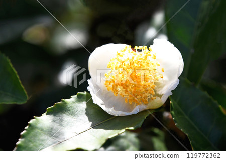 Tea flower Tea flower 119772362