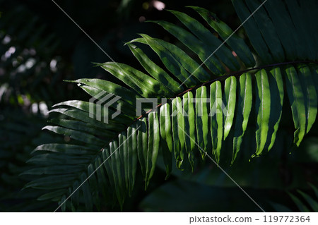 Fern dark green leave wallpaper background Fern dark green leave wallpaper background 119772364