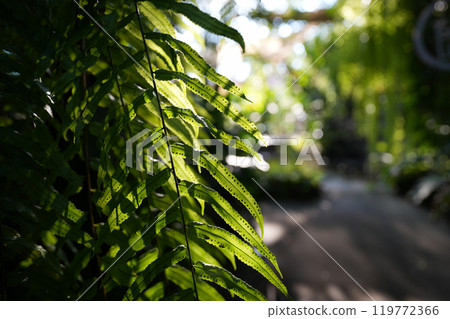 Fern dark green leave wallpaper background with pathway in the garden Fern dark green leave wallpaper background with pathway in the garden 119772366