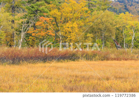 秋天的尾瀨，草地上的秋葉和森林裡的秋葉，從山之花到龍宮 119772386
