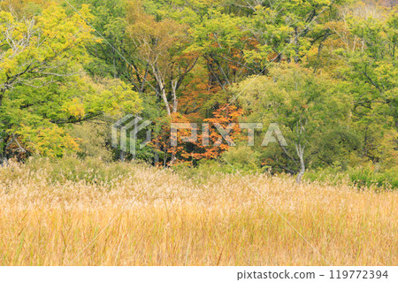 Autumn in Oze: Autumn leaves of grass and forest, Yamanohana to Ryugu Autumn in Oze: Autumn leaves of grass and forest, Yamanohana to Ryugu 119772394