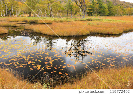 Autumn in Oze: Autumn leaves of grass and forest, Yamanohana to Ryugu Autumn in Oze: Autumn leaves of grass and forest, Yamanohana to Ryugu 119772402