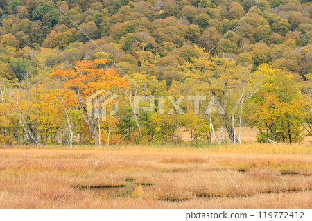 Autumn in Oze: Autumn leaves of grass and forest, Yamanohana to Ryugu 119772412