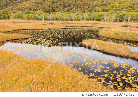 Autumn in Oze: Autumn leaves of grass and forest, Yamanohana to Ryugu 119772432