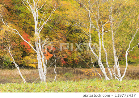 Autumn in Oze: Autumn leaves of grass and forest, Yamanohana to Ryugu 119772437