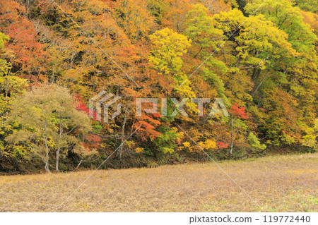 Autumn in Oze: Autumn leaves of grass and forest, Yamanohana to Ryugu 119772440