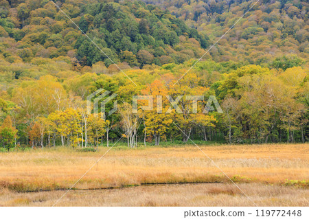 Autumn in Oze: Autumn leaves of grass and forest, Yamanohana to Ryugu Autumn in Oze: Autumn leaves of grass and forest, Yamanohana to Ryugu 119772448