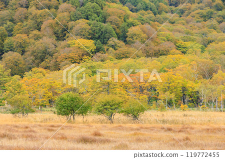 Autumn in Oze: Autumn leaves of grass and forest, Yamanohana to Ryugu 119772455