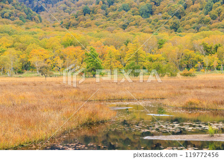 Autumn in Oze: Autumn leaves of grass and forest, Yamanohana to Ryugu 119772456