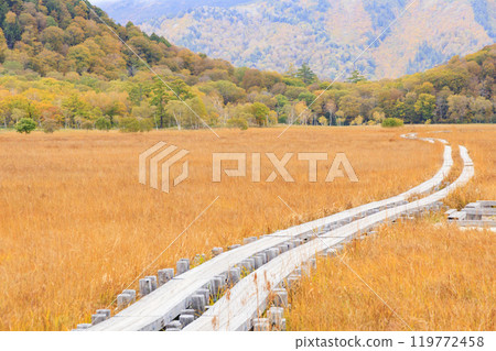 秋天的尾瀨,草地上的秋葉和森林裡的秋葉,從山之花到龍宮 秋天的尾瀨,草地上的秋葉和森林裡的秋葉,從山之花到龍宮 119772458