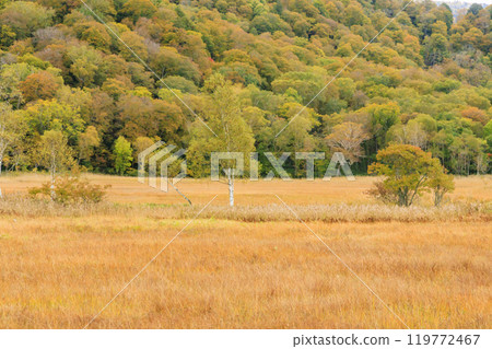 秋天的尾瀨，草地上的秋葉和森林裡的秋葉，從山之花到龍宮 119772467