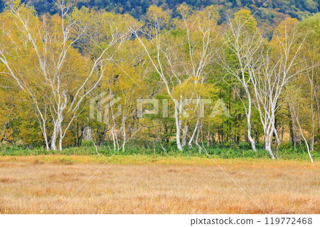 秋天的尾瀨,草地上的秋葉和森林裡的秋葉,從山之花到龍宮 秋天的尾瀨,草地上的秋葉和森林裡的秋葉,從山之花到龍宮 119772468