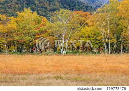 秋天的尾瀨，草地上的秋葉和森林裡的秋葉，從山之花到龍宮 119772476