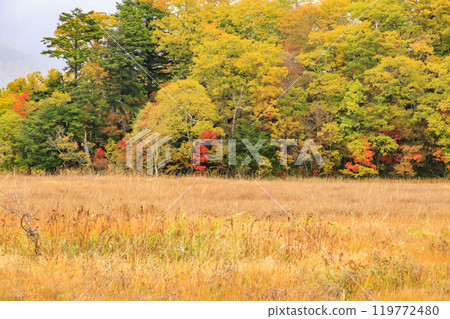 秋天的尾瀨，草地上的秋葉和森林裡的秋葉，從山之花到龍宮 119772480