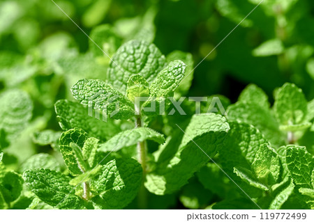 Apple mint Apple mint 119772499