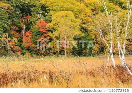 Autumn in Oze: Autumn leaves of grass and forest, Yamanohana to Ryugu Autumn in Oze: Autumn leaves of grass and forest, Yamanohana to Ryugu 119772516