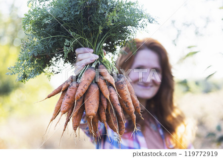 a harvesting carrots a harvesting carrots 119772919