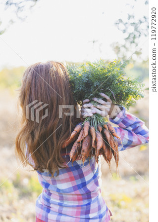 a harvesting carrots a harvesting carrots 119772920