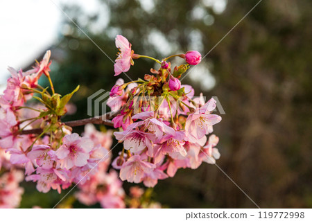 Hongo, Kakegawa City, Shizuoka Prefecture Tenryu Hamanako Railway and scenery along the line Hongo, Kakegawa City, Shizuoka Prefecture Tenryu Hamanako Railway and scenery along the line 119772998