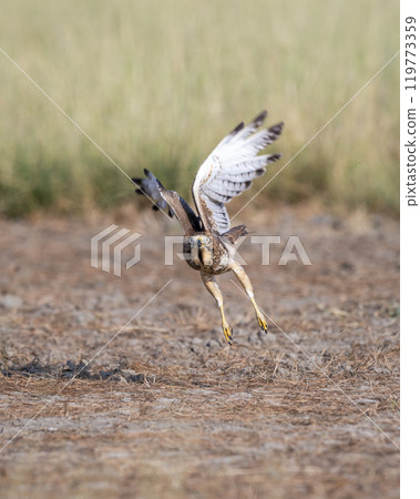 White eyed buzzard or Butastur teesa at tal chhapar blackbuck sanctuary rajasthan india. wild bird of prey face expression with full wingspan and eye contact taking off or flight from ground White eyed buzzard or Butastur teesa at tal chhapar blackbuck sanctuary rajasthan india. wild bird of prey face expression with full wingspan and eye contact taking off or flight from ground 119773359
