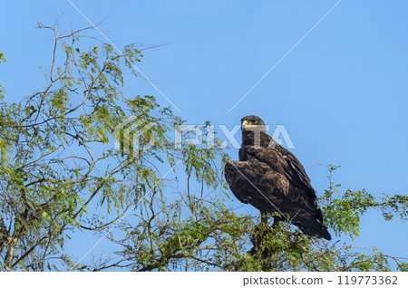 Greater spotted eagle or Clanga clanga large bird of prey at keoladeo national park or bharatpur bird sanctuary forest rajasthan india. bird of prey closeup or portrait perched on tree Greater spotted eagle or Clanga clanga large bird of prey at keoladeo national park or bharatpur bird sanctuary forest rajasthan india. bird of prey closeup or portrait perched on tree 119773362