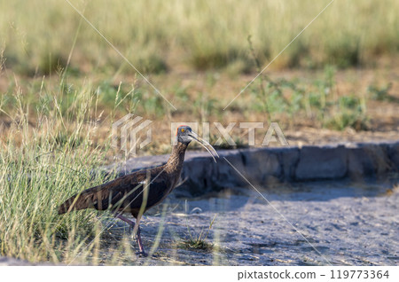 Red naped ibis or Indian black ibis or Pseudibis papillosa bird closeup or portrait at tal chhapar blackbuck sanctuary rajasthan india asia 119773364