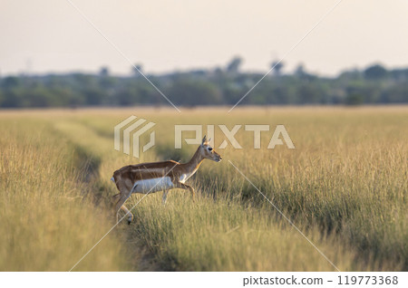 wild female blackbuck or antilope cervicapra or Indian antelope at velavadar national park gujrat india. blackbuck side profile crossing forest tack in golden hour winter light in grassland landscape wild female blackbuck or antilope cervicapra or Indian antelope at velavadar national park gujrat india. blackbuck side profile crossing forest tack in golden hour winter light in grassland landscape 119773368