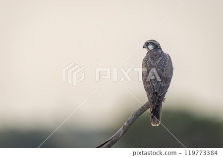 Laggar falcon or Falco jugger an angry and migratory bird Sitting on perch with green background during winter morning in an open grass field of tal chhapar blackbuck sanctuary rajasthan india asia Laggar falcon or Falco jugger an angry and migratory bird Sitting on perch with green background during winter morning in an open grass field of tal chhapar blackbuck sanctuary rajasthan india asia 119773384