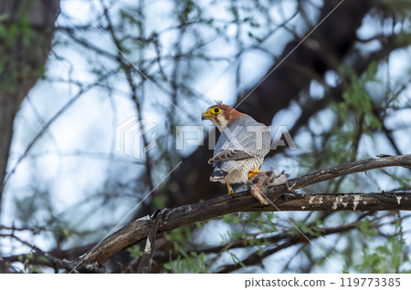 Red necked falcon or Falco chicquera bird of prey closeup in action perched on branch of a tree after hunt with crested lark bird kill in claws at tal chhapar blackbuck sanctuary rajasthan india asia 119773385