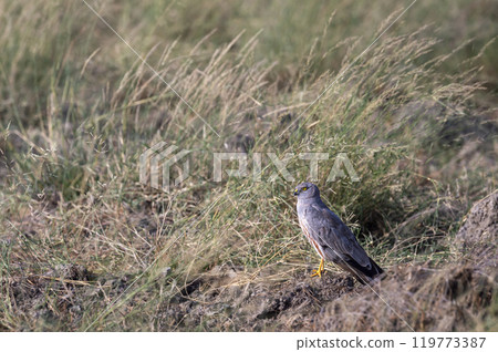 Montagu harrier male or Circus pygargus ground perched in green grass or meadow during winter season migration at tal chhapar sanctuary churu rajasthan india asia 119773387