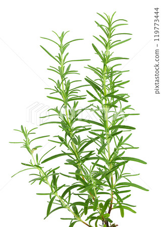 Rosemary plant growing in pot isolated on white background. Aromatic herb 119773444