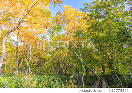 Autumn in Oze: Autumn leaves in the grass and forests: Ryugu-Miharashi 119773451