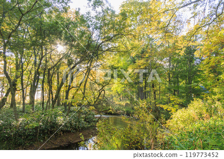 Autumn in Oze: Autumn leaves in the grass and forests: Ryugu-Miharashi 119773452