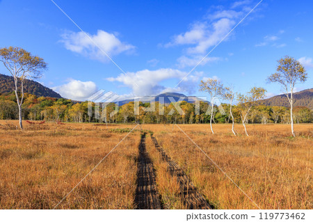 秋天的尾瀨，草地上的秋葉和森林裡的秋葉，龍宮三原 119773462